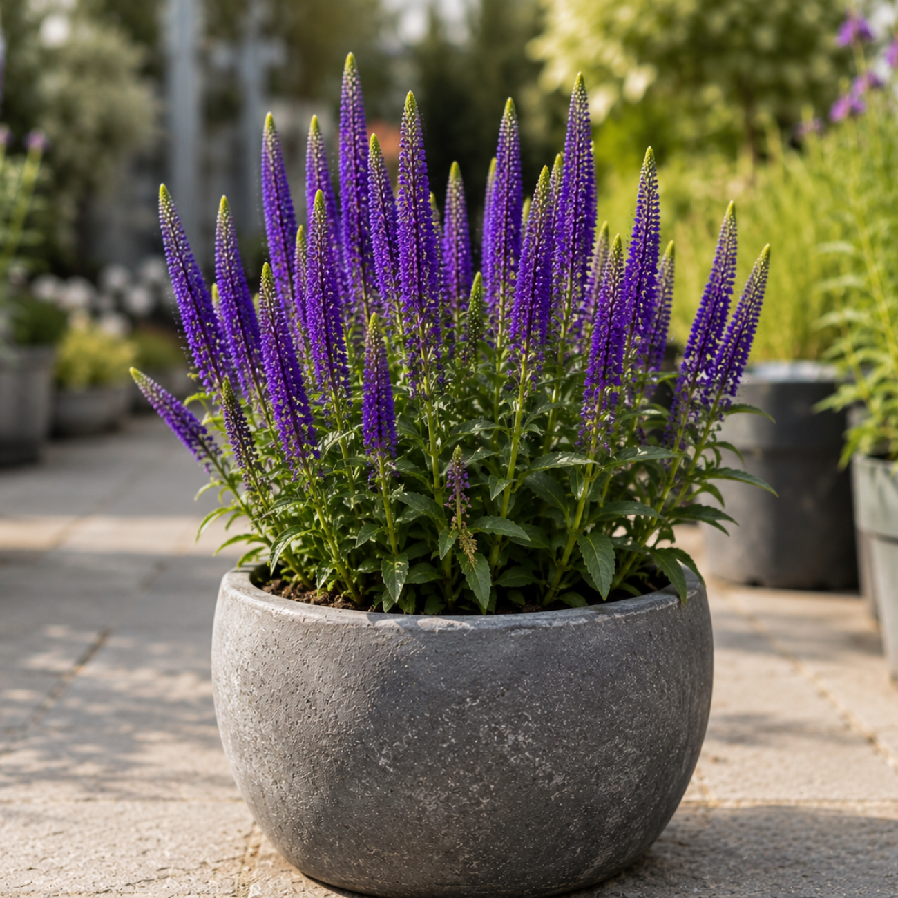 Obrázok Veronika špicatá (Veronica spicata) ´ROYAL CANDLES´ kont. C1L